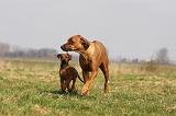 RODESIAN RIDGEBACK 132